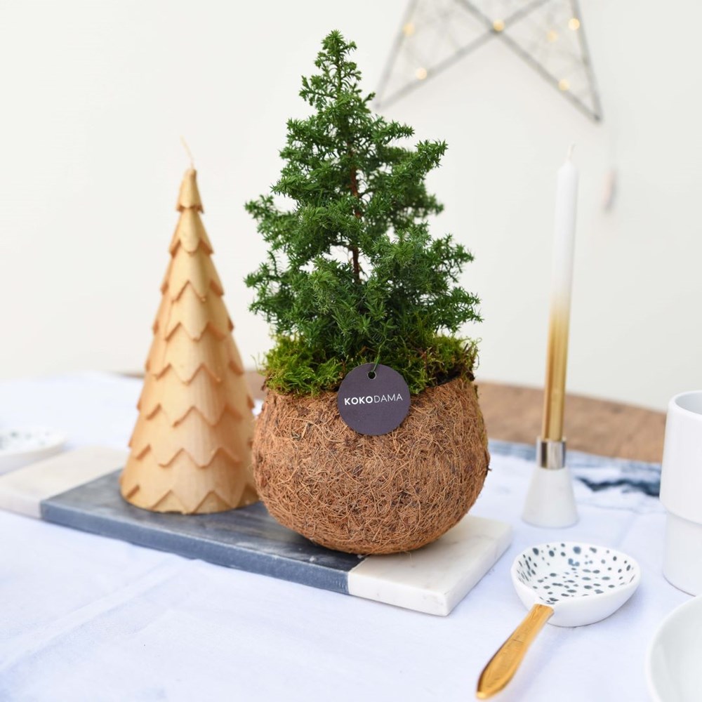 Kokodama® kerstboom (S) in giftbox