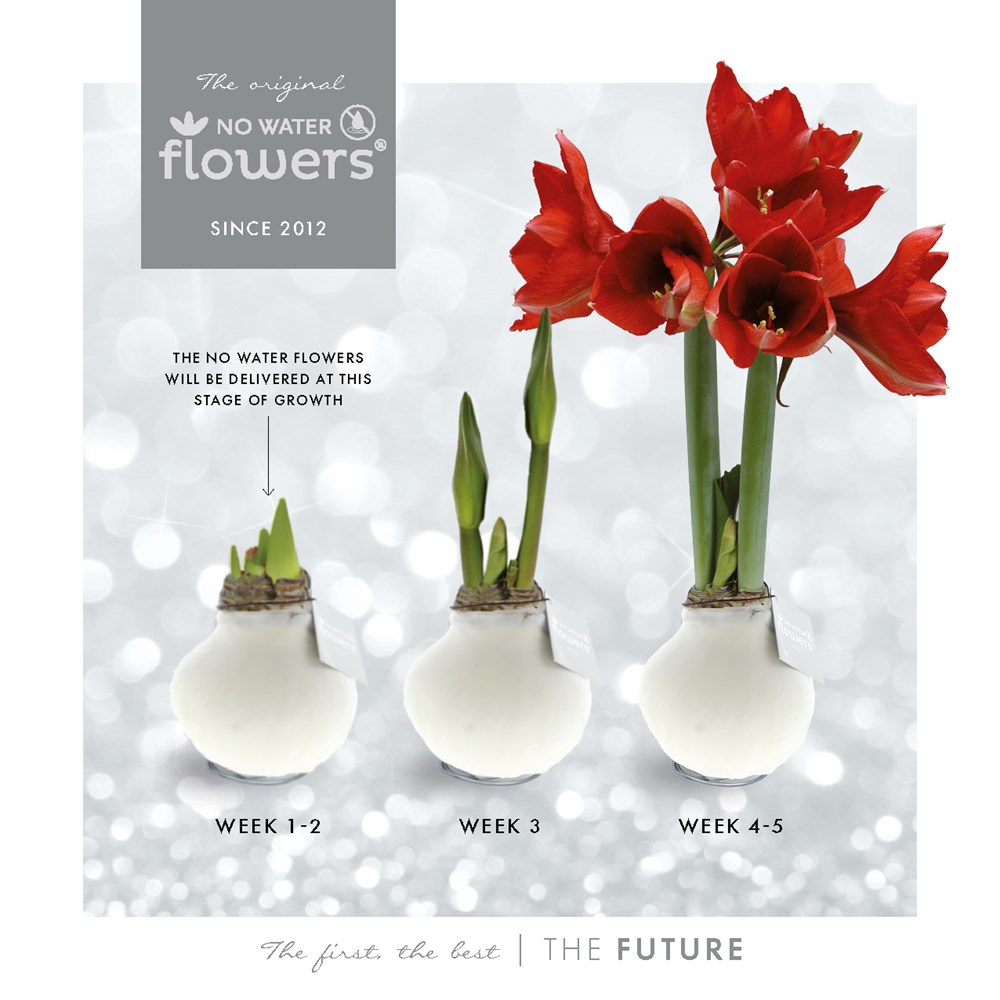 No Water Flowers® - Formz classic, In luxury box, Pastel paars