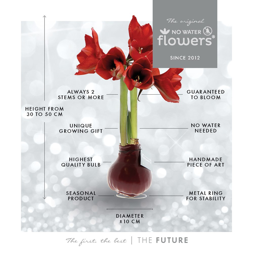 No Water Flowers® - Formz classic, In luxury box, Pastel paars